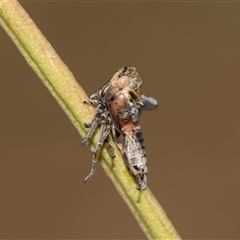 Eurymeloides adspersa at Gungahlin, ACT - 24 Nov 2025 by AlisonMilton
