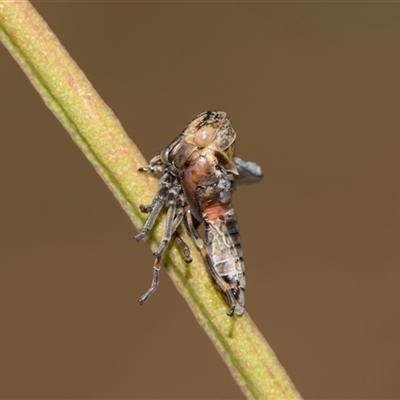 Eurymeloides adspersa at Gungahlin, ACT - 24 Nov 2025 by AlisonMilton