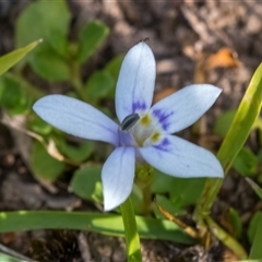 Isotoma fluviatilis subsp. australis (Swamp Isotome) at Forde, ACT - 28 Nov 2025 by Cmperman