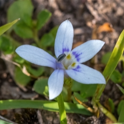 Isotoma fluviatilis subsp. australis (Swamp Isotome) at Forde, ACT - 28 Nov 2025 by Cmperman