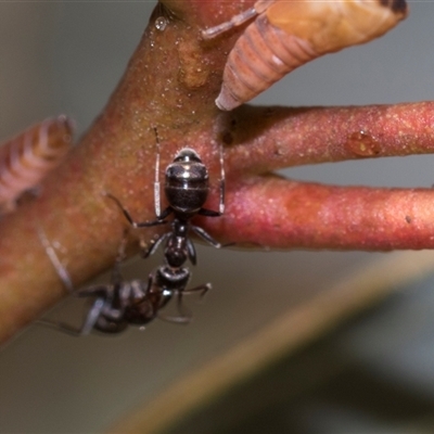 Formicidae (family) (Unidentified ant) at Gungahlin, ACT - 24 Nov 2025 by AlisonMilton