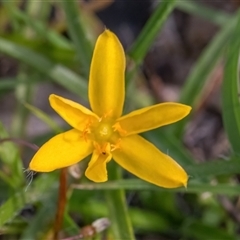 Hypoxis hygrometrica at Forde, ACT - 28 Nov 2025 by Cmperman
