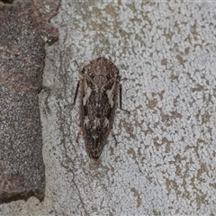 Unverified Leafhopper or planthopper (Hemiptera, several families) at Gungahlin, ACT - 24 Nov 2025 by AlisonMilton