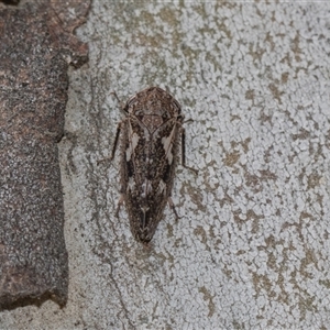 Unverified Leafhopper or planthopper (Hemiptera, several families) at Gungahlin, ACT - 24 Nov 2025 by AlisonMilton