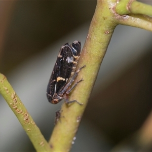 Eurymeloides punctata (Gumtree hopper) at Gungahlin, ACT - 24 Nov 2025 by AlisonMilton
