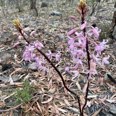 Dipodium roseum (Rosy Hyacinth Orchid) at Conder, ACT - 29 Nov 2025 by Shazw