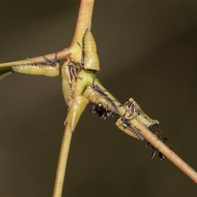 Unverified Leafhopper or planthopper (Hemiptera, several families) at Ngunnawal, ACT - 24 Nov 2025 by AlisonMilton