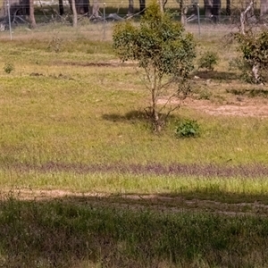 Arthropodium strictum at Forde, ACT - Yesterday by Cmperman