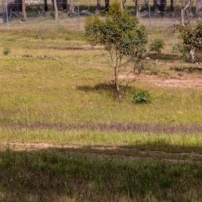 Arthropodium strictum (Chocolate Lily) at Forde, ACT - 28 Nov 2025 by Cmperman