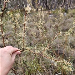 Hakea microcarpa (Small-fruit Hakea) at Captains Flat, NSW - 29 Nov 2025 by Csteele4