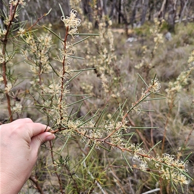 Hakea microcarpa (Small-fruit Hakea) at Captains Flat, NSW - 29 Nov 2025 by Csteele4