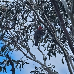 Callocephalon fimbriatum by Csteele4