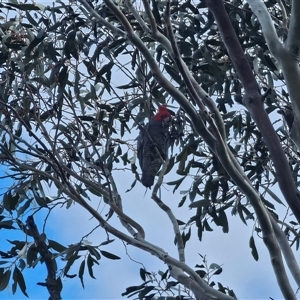 Callocephalon fimbriatum by Csteele4