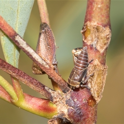 Unverified Leafhopper or planthopper (Hemiptera, several families) at Gungahlin, ACT - 24 Nov 2025 by AlisonMilton
