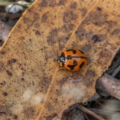 Coccinella transversalis (Transverse Ladybird) at Forde, ACT - 28 Nov 2025 by Cmperman