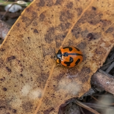 Coccinella transversalis (Transverse Ladybird) at Forde, ACT - 28 Nov 2025 by Cmperman