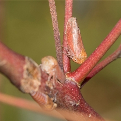 Katipo rubrivenosa at Gungahlin, ACT - 24 Nov 2025 by AlisonMilton