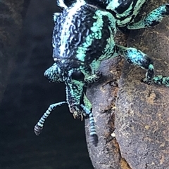Chrysolopus spectabilis (Botany Bay Weevil) at Kungala, NSW - 29 Nov 2025 by donnanchris
