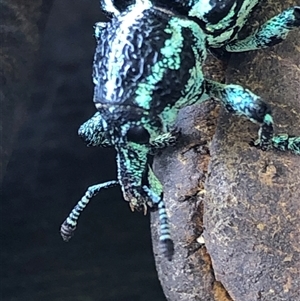 Chrysolopus spectabilis (Botany Bay Weevil) at Kungala, NSW - Today by donnanchris