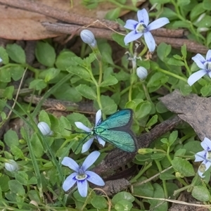 Isotoma fluviatilis subsp. australis (Swamp Isotome) at Forde, ACT - Yesterday by Cmperman