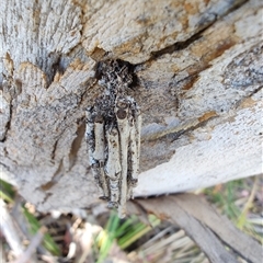 Clania (genus) (A case moth) at Cook, ACT - 23 Nov 2025 by LyndalT