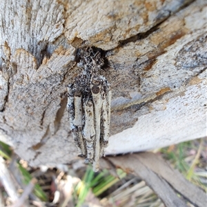 Clania (genus) at Cook, ACT - 23 Nov 2025 by LyndalT