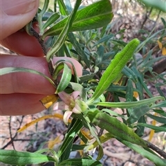 Billardiera scandens at Cook, ACT - 23 Nov 2025 by LyndalT