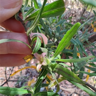 Billardiera scandens at Cook, ACT - 23 Nov 2025 by LyndalT