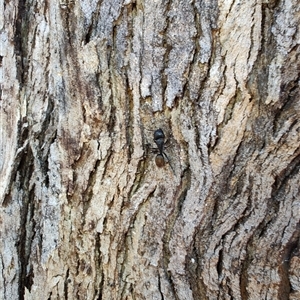 Camponotus aeneopilosus (A Golden-tailed sugar ant) at Cook, ACT - 23 Nov 2025 by LyndalT