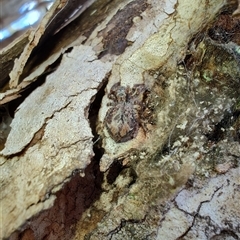 Servaea incana at Cook, ACT - 23 Nov 2025 by LyndalT