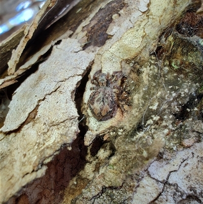 Servaea incana at Cook, ACT - 23 Nov 2025 by LyndalT