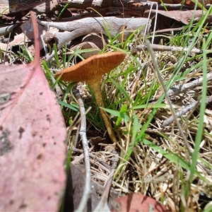 Unverified Bolete - Fleshy texture, stem central (more-or-less) at Cook, ACT - 23 Nov 2025 by LyndalT