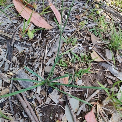 Tricoryne elatior (Yellow Rush Lily) at Cook, ACT - 23 Nov 2025 by LyndalT