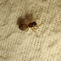 Unverified Other hunting spider at Greenleigh, NSW - 24 Oct 2025 by LyndalT