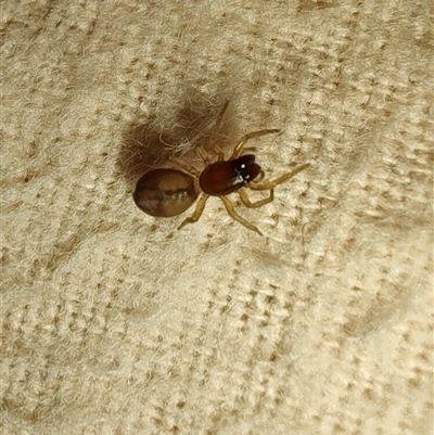 Unverified Other hunting spider at Greenleigh, NSW - 24 Oct 2025 by LyndalT