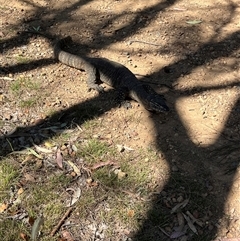 Varanus rosenbergi (Heath or Rosenberg's Monitor) at Watson, ACT - 27 Nov 2025 by TonyOakden