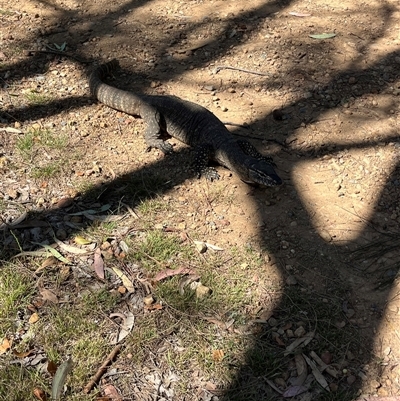 Varanus rosenbergi (Heath or Rosenberg's Monitor) at Watson, ACT - 27 Nov 2025 by TonyOakden