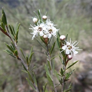 Kunzea ericoides at Ballyroe, NSW - 30 Dec 2017 by TwoRivers