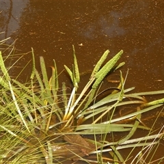 Cycnogeton procerum (Nareli, Swamp Arrowgrass) by Paul4K