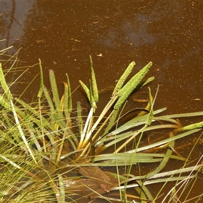Cycnogeton procerum (Nareli, Swamp Arrowgrass) at  - suppressed by Paul4K