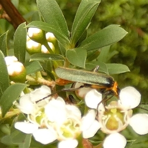 Chauliognathus lugubris (Plague Soldier Beetle) at Boro, NSW - Yesterday by Paul4K