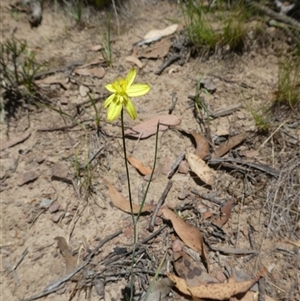 Tricoryne elatior at Ballyroe, NSW - 1 Jan 2019 by TwoRivers