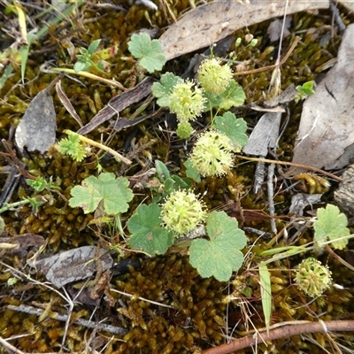 Hydrocotyle laxiflora at Ballyroe, NSW - 16 Nov 2017 by TwoRivers