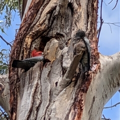 Callocephalon fimbriatum (identifiable birds) at Acton, ACT - 29 Nov 2025 by MandyandScott