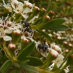 Unverified Beetle (Coleoptera) by Paul4K