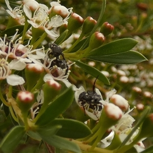Unverified Beetle (Coleoptera) by Paul4K