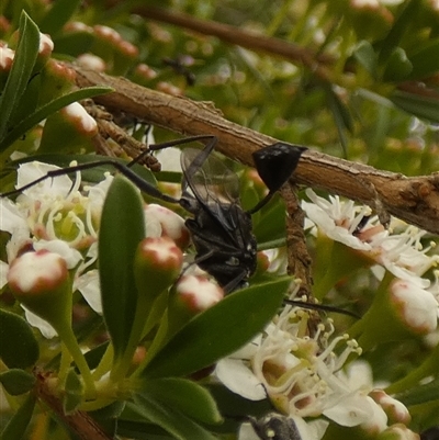 Unverified Wasp (Hymenoptera, Apocrita) at Boro, NSW - 28 Nov 2025 by Paul4K