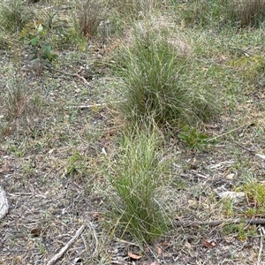Unverified Plant at Bywong, NSW - Today by BronwenLundy