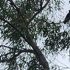 Callocephalon fimbriatum at Tharwa, ACT - Today by Darren308