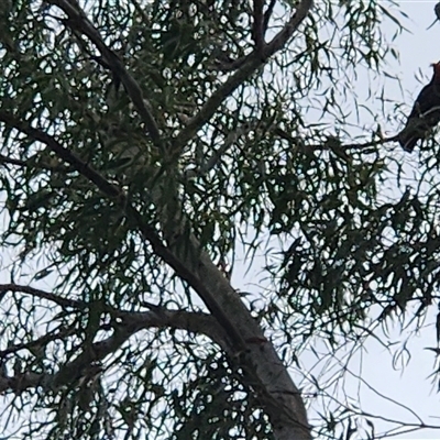 Callocephalon fimbriatum at Tharwa, ACT - 29 Nov 2025 by Darren308